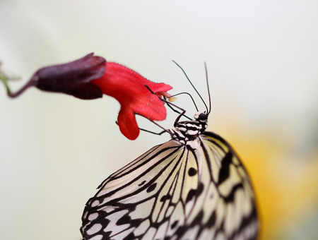 Idea leuconoe butterfly is sitting on the flowerの写真素材