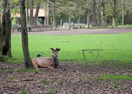 The grey bird sitting on the young male deerの写真素材