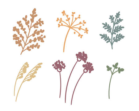 Set of hand-drawn herb flowers and leavesのイラスト素材
