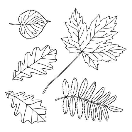 Hand-drawn leavesのイラスト素材