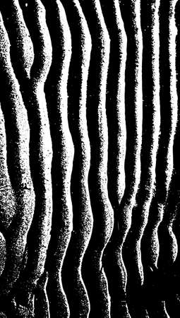 Sand ripples textureのイラスト素材