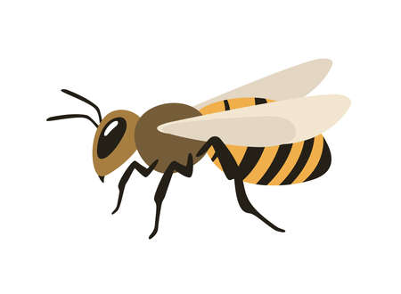 Sitting honey bee