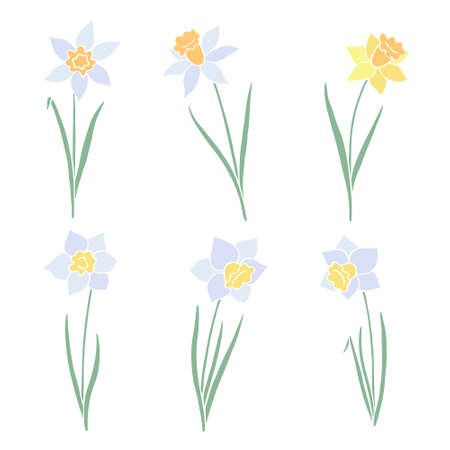 Set of yellow and white daffodilsのイラスト素材