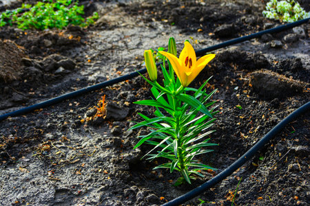 Beautiful yellow morning lily in bloom provides a welcome contrast for ongoing severe draught in North Dakota.の写真素材