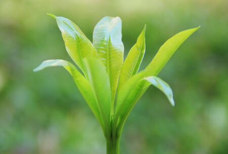 Green leaves