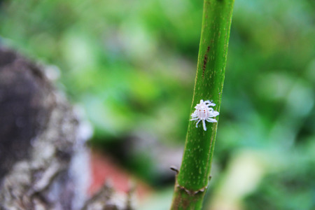 White spider