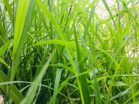 Plants that give love to the ground all over the worldの写真素材