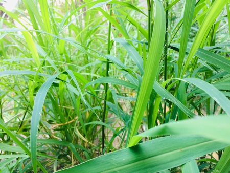 Plants that give love to the ground all over the worldの写真素材