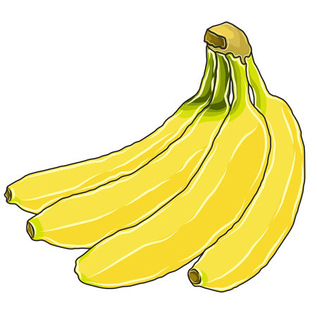 Yellow banana fruit vector or illustrator imageのイラスト素材