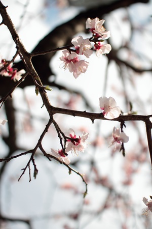 Cherry blossomの写真素材