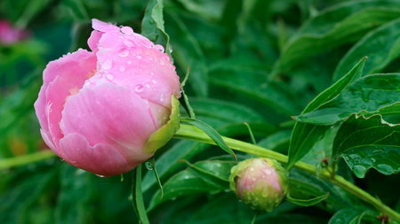 Pink peony with raindrops close - up view. Peony with water drops close - up viewの写真素材