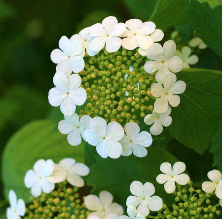 Blooming arrow-wood also known as viburnum or snowball tree, close up