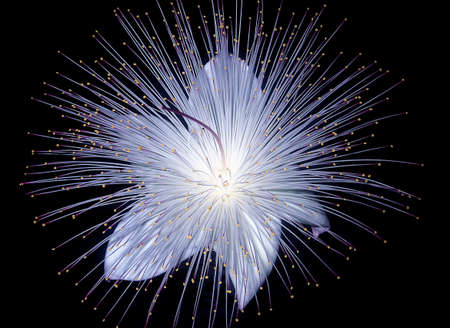 Barringtonia flower also known as fish poison tree, putat or sea poison tree. Barringtonia is a widespread tree in coastal areas in India, Africa, Asia, Melanesia and the West Indiesの写真素材