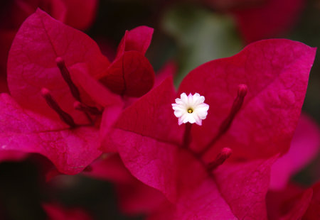 Bougainvillea flowers blooming close - up view. It is a genus of thorny ornamental vines, bushes, and trees with flower-like spring leaves near its flowersの写真素材