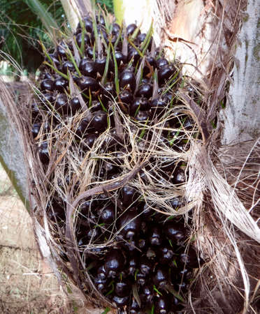 Oil palm fruits on an oil palm tree in an oil palm plantationの写真素材