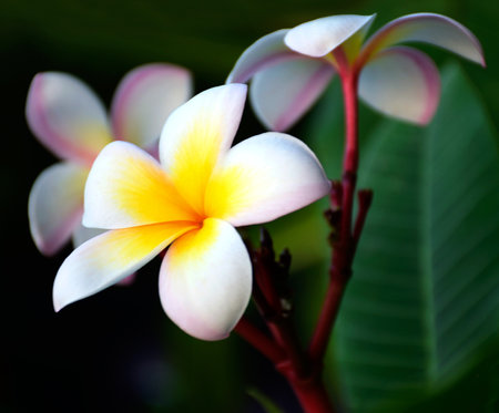 Plumeria also known as frangipani flowers in bloomの写真素材
