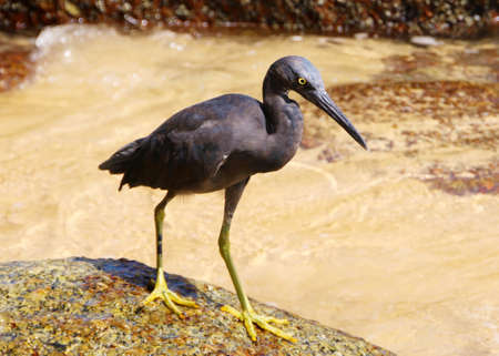 Pacific reef heron also known as eastern reef heron or eastern reef egret on the beach hunting for food, Phuket, Thailandの写真素材