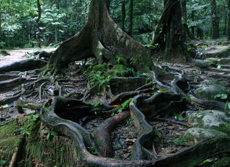 Thick tree roots spreading across the ground in a tropical forest, close up view