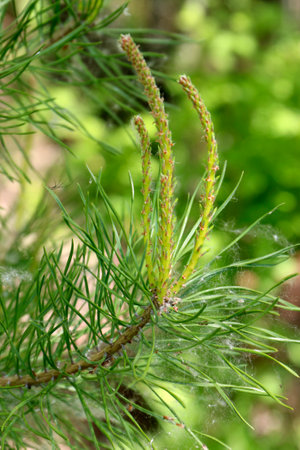 Young Siberian Pine tree close - up view, cedar sprouts