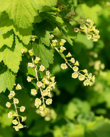 Flowering currant bush, blossoming currant plant, currant flowerの写真素材