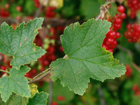Currant leaves close up view, currant bush close up