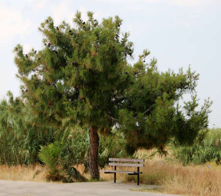 Bench under pine tree, Rhodes, Greeceの写真素材