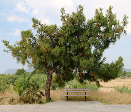 Bench under pine tree, Rhodes, Greeceの写真素材