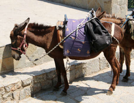 Donkey waits for carrying tourists, Lidnos, Rhodes, Greece