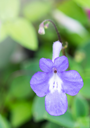 Purple flowersの写真素材