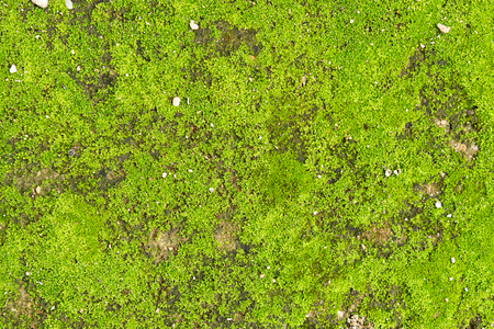 Green moss bakgroundの写真素材