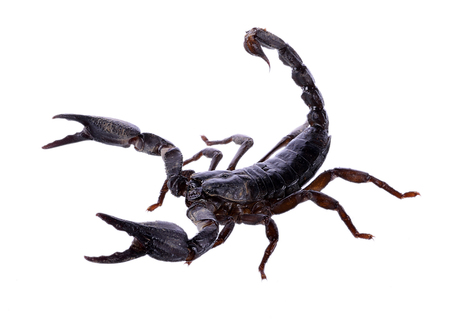 Scorpion isolated on white background