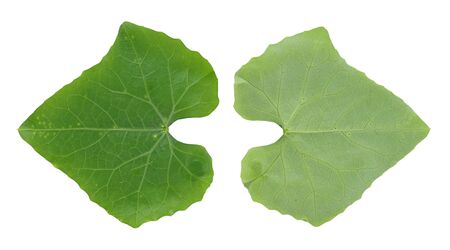 Coccinia grandis leaf isolated on white background