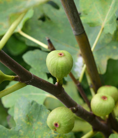 Figs on the branch of a fig tree