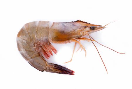 shrimps on white backgroundの写真素材