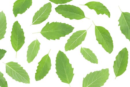 Holy basil on white backgroundの写真素材