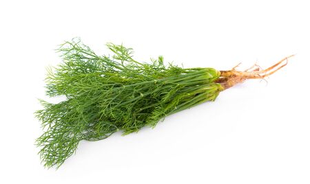 fresh dill on white backgroundの写真素材