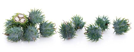 Castor oil plant on white background