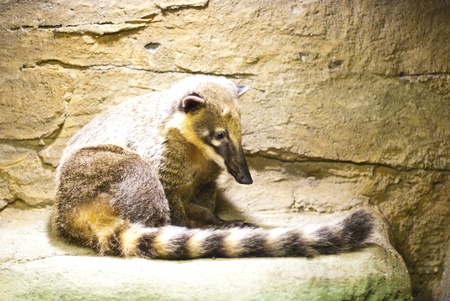 Coatimundi - Racoon mammal の写真素材