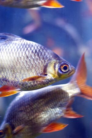 Tropical freshwater fishの写真素材