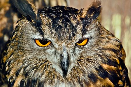 gazing Owlの写真素材
