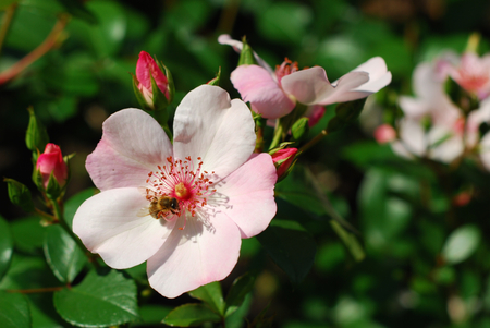 beautiful pink flowers in the gardenの写真素材