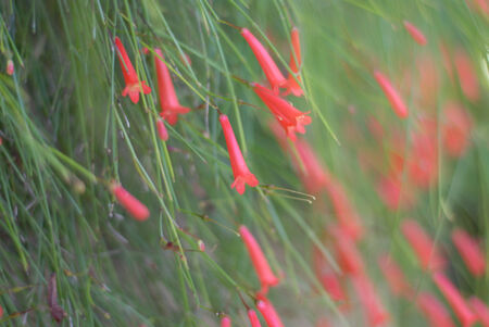 Beautiful red flowers in the gardenの写真素材