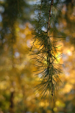 Colourful autumn trees in the forestの写真素材