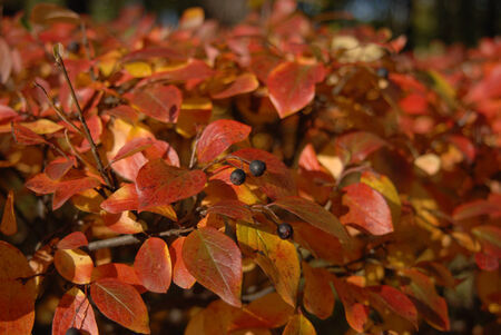Bush of aronia in the autumn sunny dayの写真素材