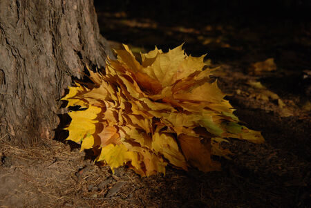 bunch of autumn maple leaves on the groundの写真素材