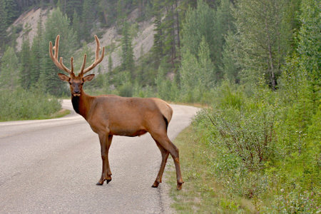 Deer crossing the road.の写真素材