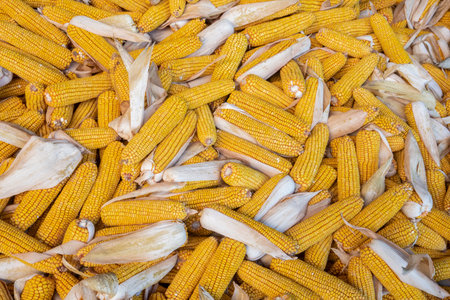 Close up of corns on display at the farmers market in Southern California.の写真素材