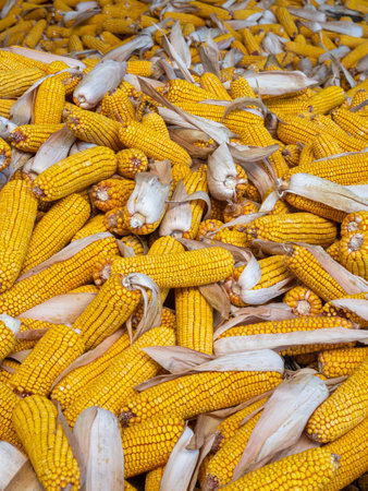Dried corn on the cob in the market, close-up
