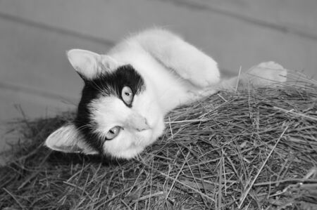 Cat you constantly monitorsの写真素材