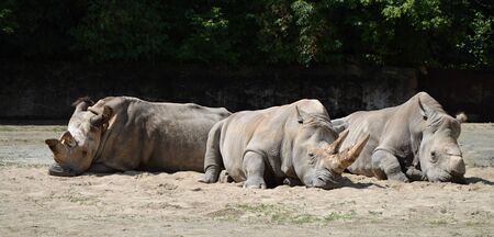 Rhinos in czech の写真素材